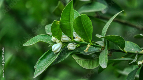 green leaves with dew drops