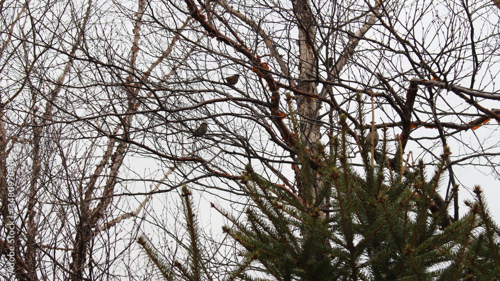 Fototapeta premium sparrows on branches