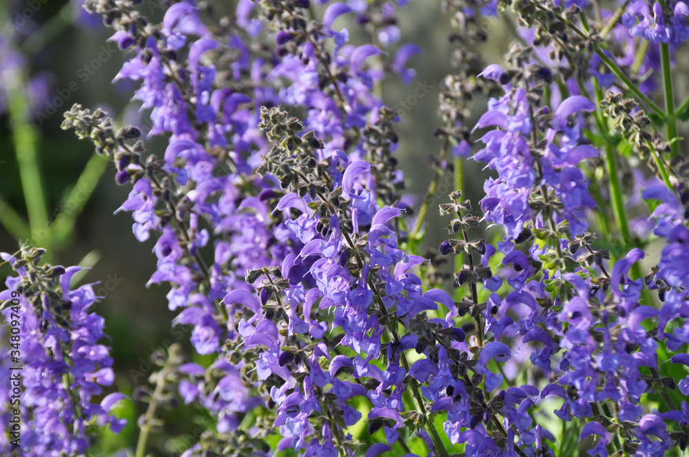 Fototapeta premium Among the wild herbs, blooms sage (Salvia pratensis)