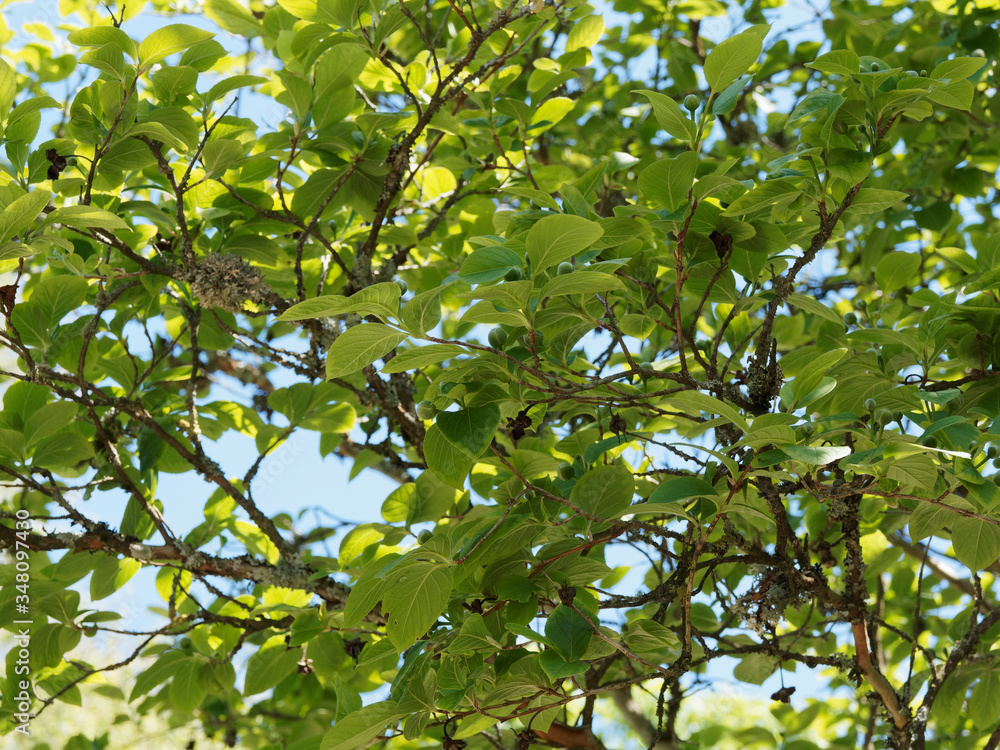 Feuillage printanier vert ombragé du Stewartia sinensis ou stuartie, arbuste décoratif à grandes fleurs blanches parfumées en été