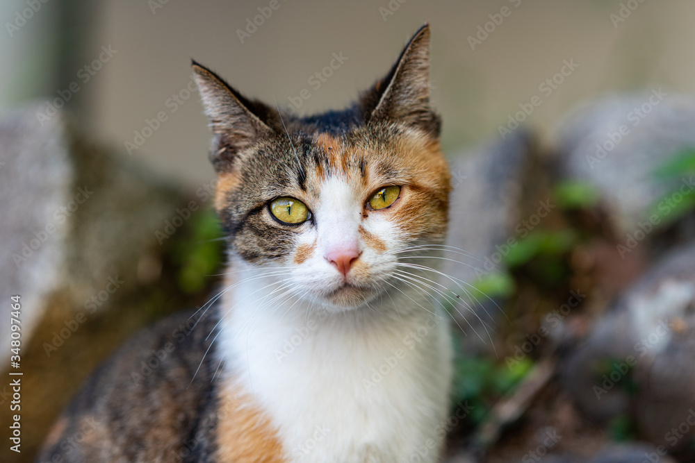 portrait of a feral cat