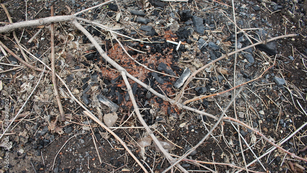 branches on the background of coal branches on the background of coal