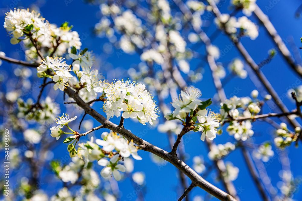 Little white flowers on a tree. Blooming plum tree on a background of blue sky. Close-up. Postcard. Little white flowers on a tree. Blooming plum tree on a background of blue sky. Close-up. Postcard.