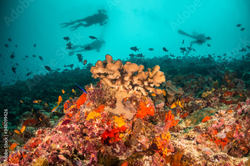 Colorful underwater scene of fish and coral with scuba divers swimming in the background