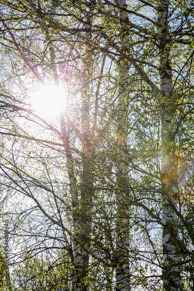Fototapeta premium Birch trees on a sunny spring day against a blue sky. Trees of the Russian middle lane. Vertical.