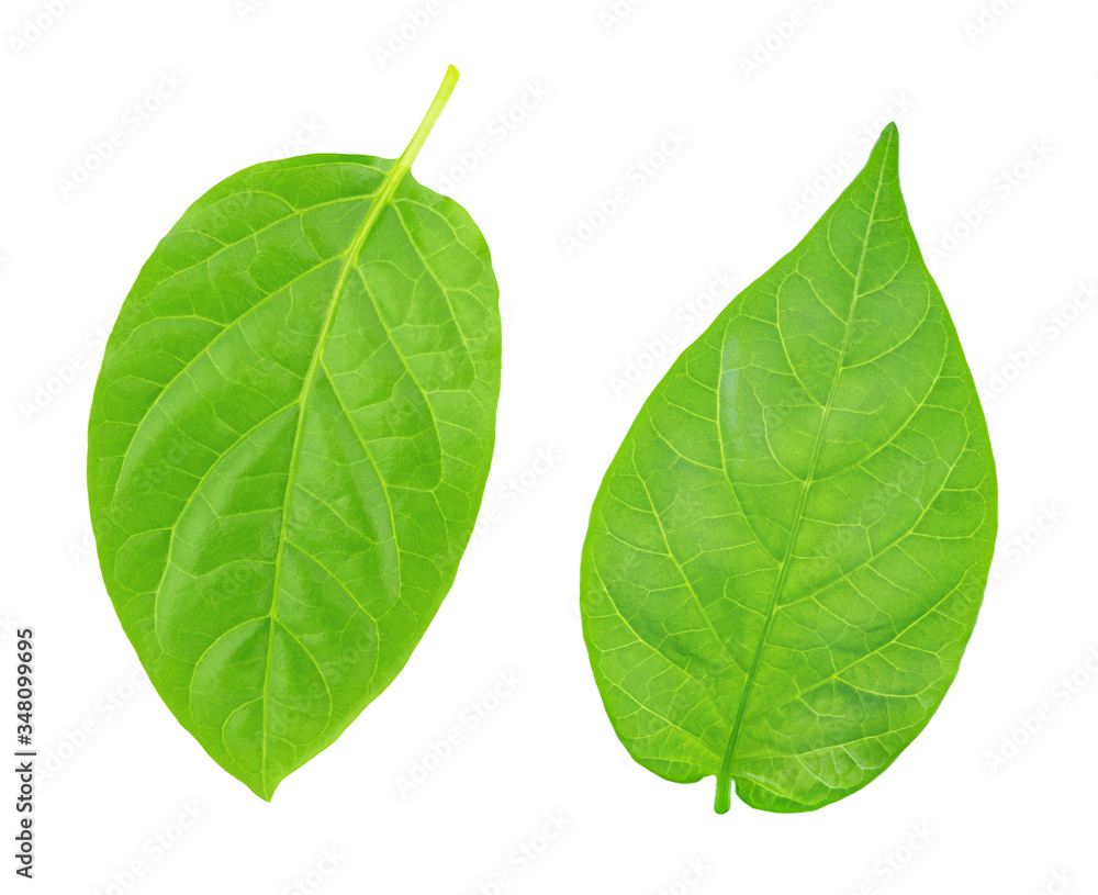 Set of pepper leaves isolated on a white background. Set of pepper leaves isolated on a white background.