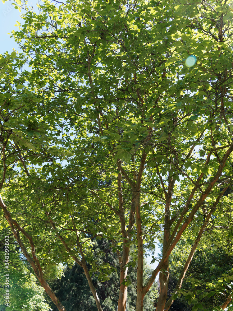 Obraz premium Stewartia sinensis ou stuartie, arbuste rare à écorce attrayante, feuillage elliptique à grandes fleurs blanches parfumées en été