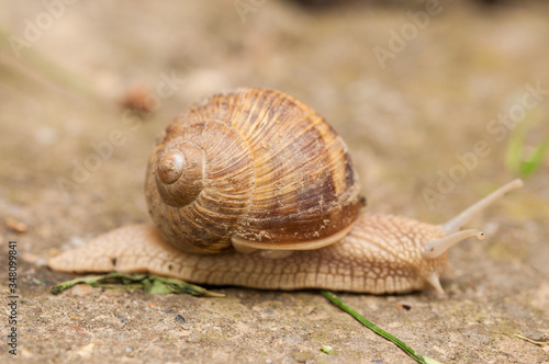 Snail on concrete.Macro photo of snail.