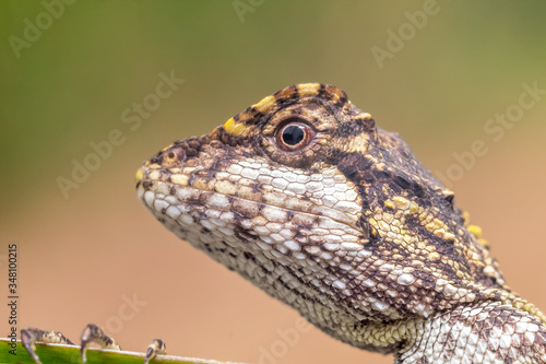 Macro shot of a tree lizard
