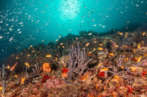 Colorful underwater scene of fish and coral