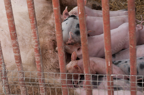 Small piglet in a farm.Domestic animal