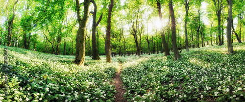 Panorama of white flowers garlic with sun at sunset in green forest, Spring landscape photo