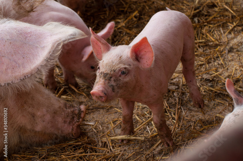 Small piglet and adult pig in a farm.Domestic animal © finchmaystor