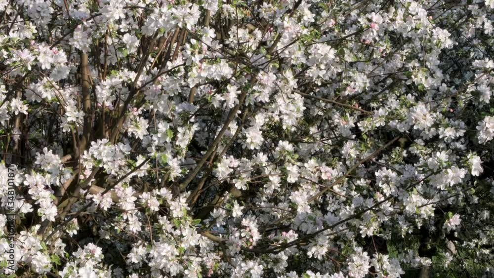 white flowers on blooming apple trees in the garden white flowers on blooming apple trees in the garden
