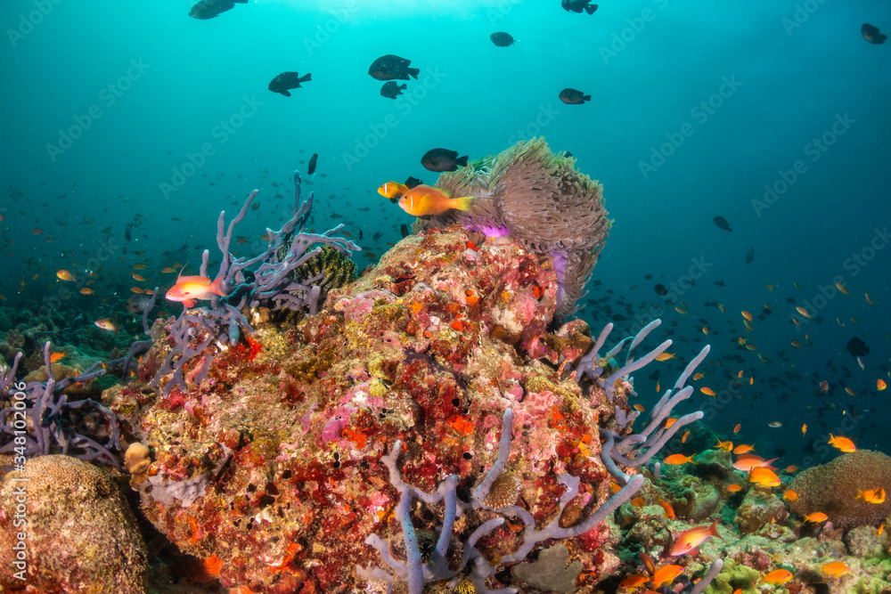 Clown anemone fish swimming among a soft coral in clear blue water