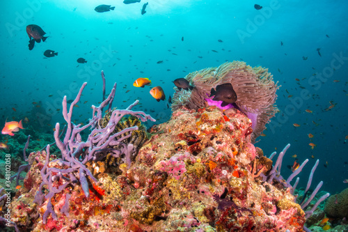 Fototapeta Naklejka Na Ścianę i Meble -  Clown anemone fish swimming among a soft coral in clear blue water