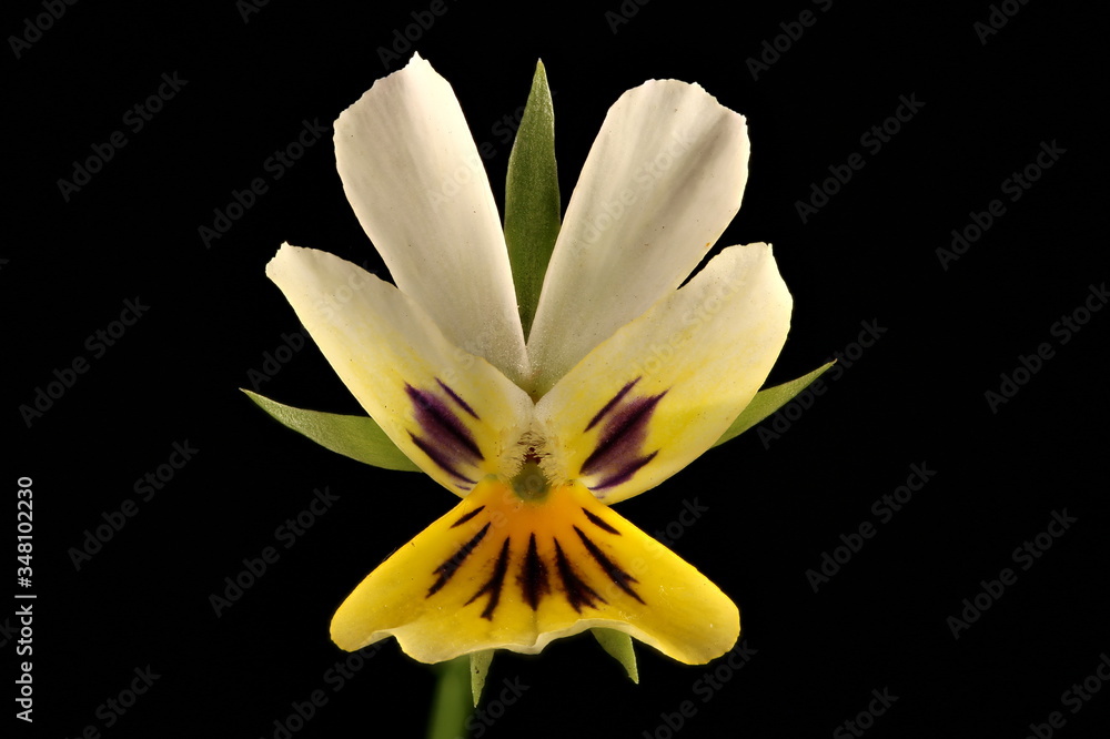 Morning Pansy (Viola matutina). Flower Closeup