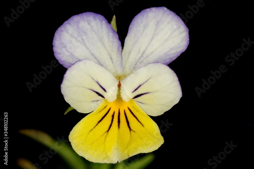 Wild Pansy  Viola tricolor . Flower Closeup