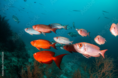 Red fish schooling in clear blue water