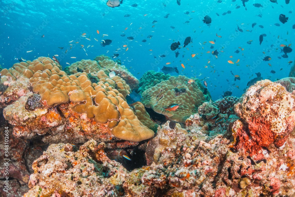 Fototapeta premium Underwater scene with reef fish surrounding colorful coral reef formations