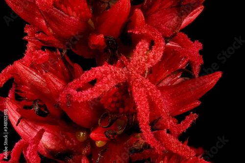 Castor-Oil Plant (Ricinus communis). Female Flowers Closeup