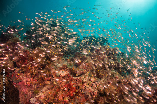 Underwater scene with reef fish surrounding colorful coral reef formations