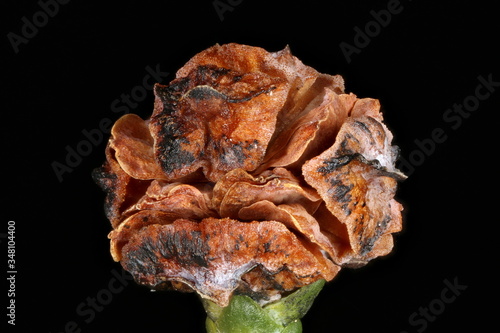 Lawson's Cypress (Chamaecyparis lawsoniana). Female Cone Closeup