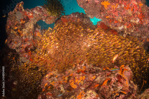 Underwater scene with reef fish surrounding colorful coral reef formations