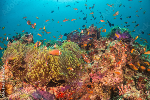 Underwater scene on colorful reef fish swimming together in clear water among a pristine reef formation © Aaron