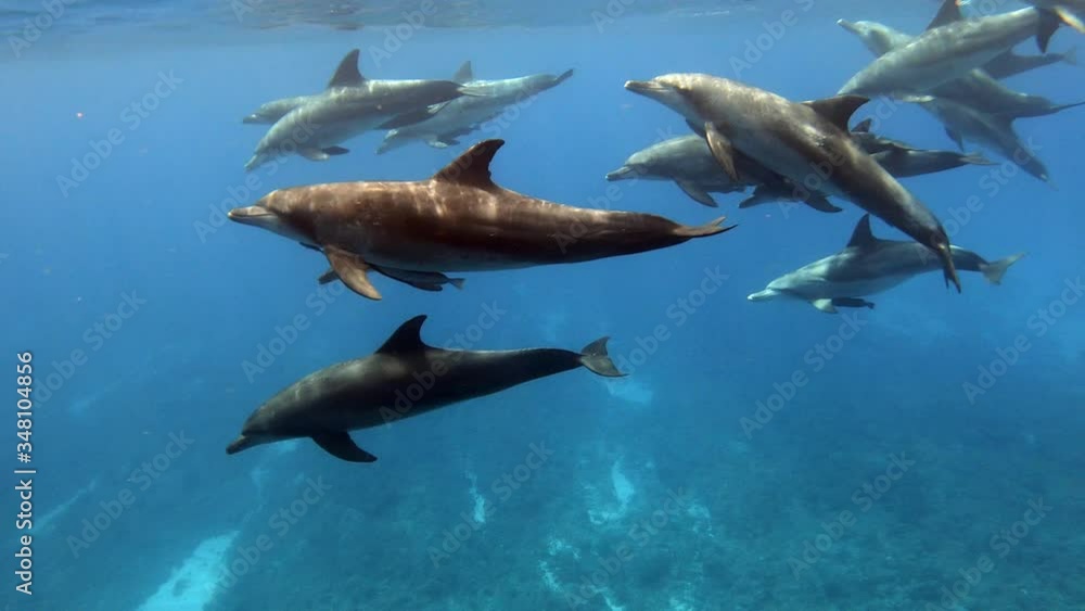 Beautiful Bottlenose Dolphins swimming beneath the ocean surface - underwater slowmo Beautiful Bottlenose Dolphins swimming beneath the ocean surface - underwater slowmo