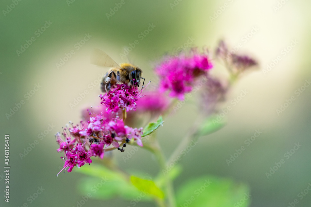 Bee picking a spirea flower in a garden Bee picking a spirea flower in a garden