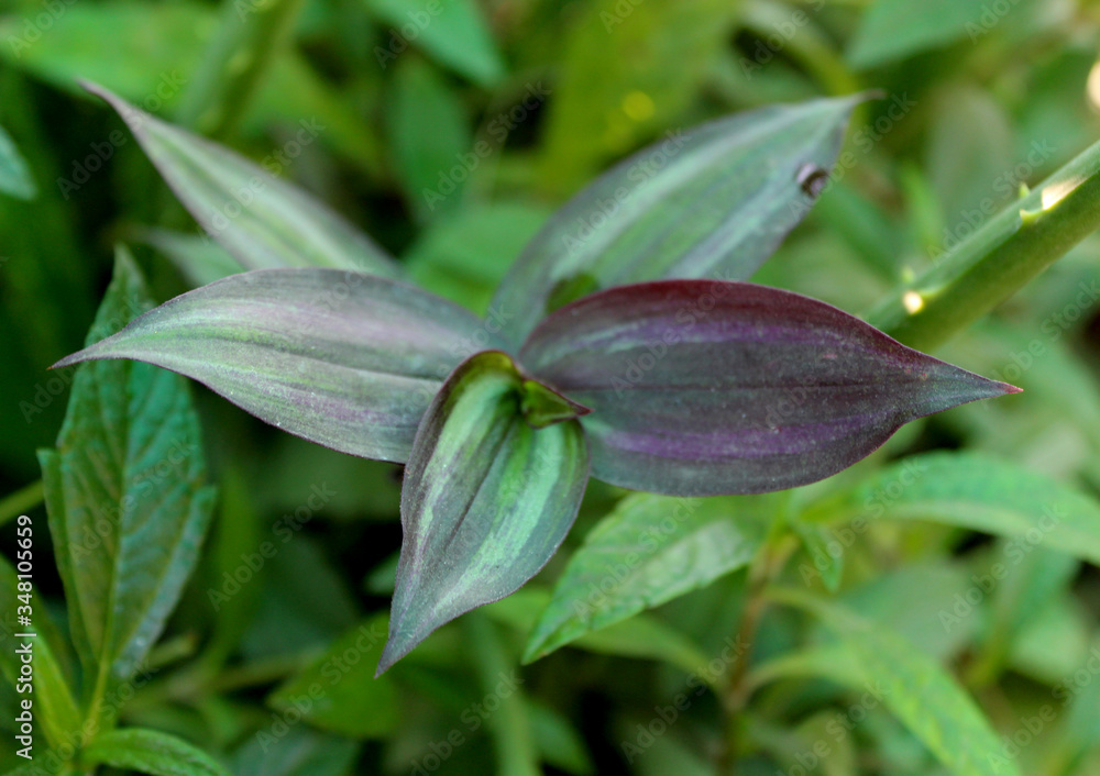Wandering Jew decorative vine plant Wandering Jew decorative vine plant