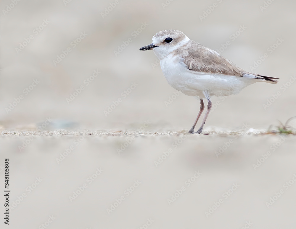 Cute kentish plovers stands on a deserted beach Cute kentish plovers stands on a deserted beach