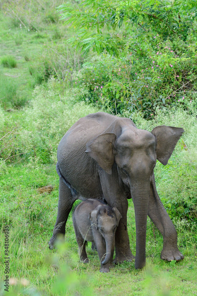 Fototapeta premium Asian elephant also called Asiatic elephant, is the only living species of the genus Elephas and is distributed throughout the Indian subcontinent and Southeast Asia