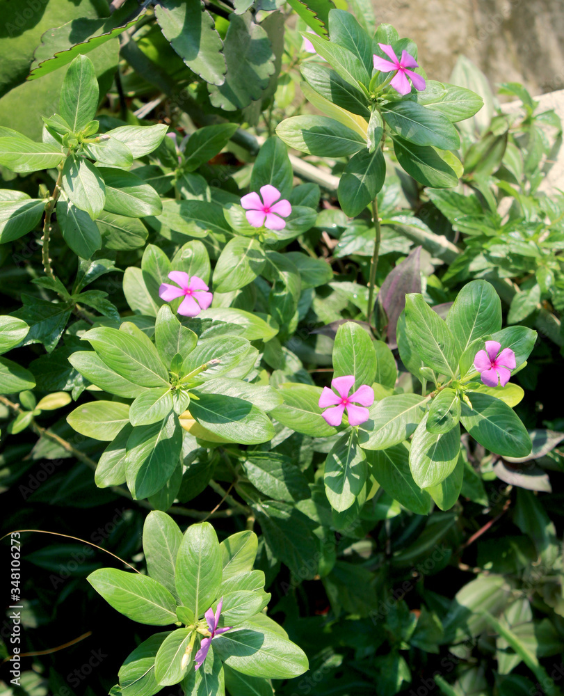vinca rosea, sadabahar flower plant blooming vinca rosea, sadabahar flower plant blooming