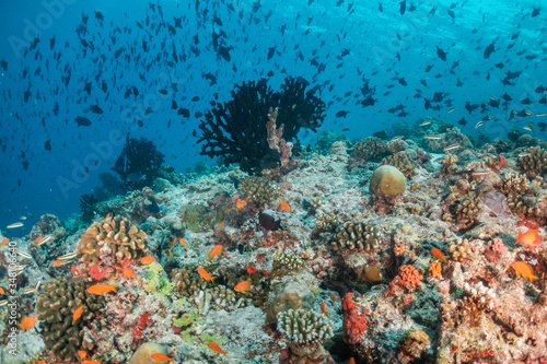 Underwater coral reef system surrounded with small tropical fish