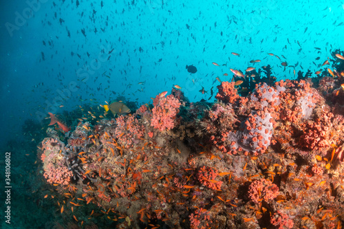 Colorful coral reef surrounded by tropical schools of small fish in clear blue water © Aaron