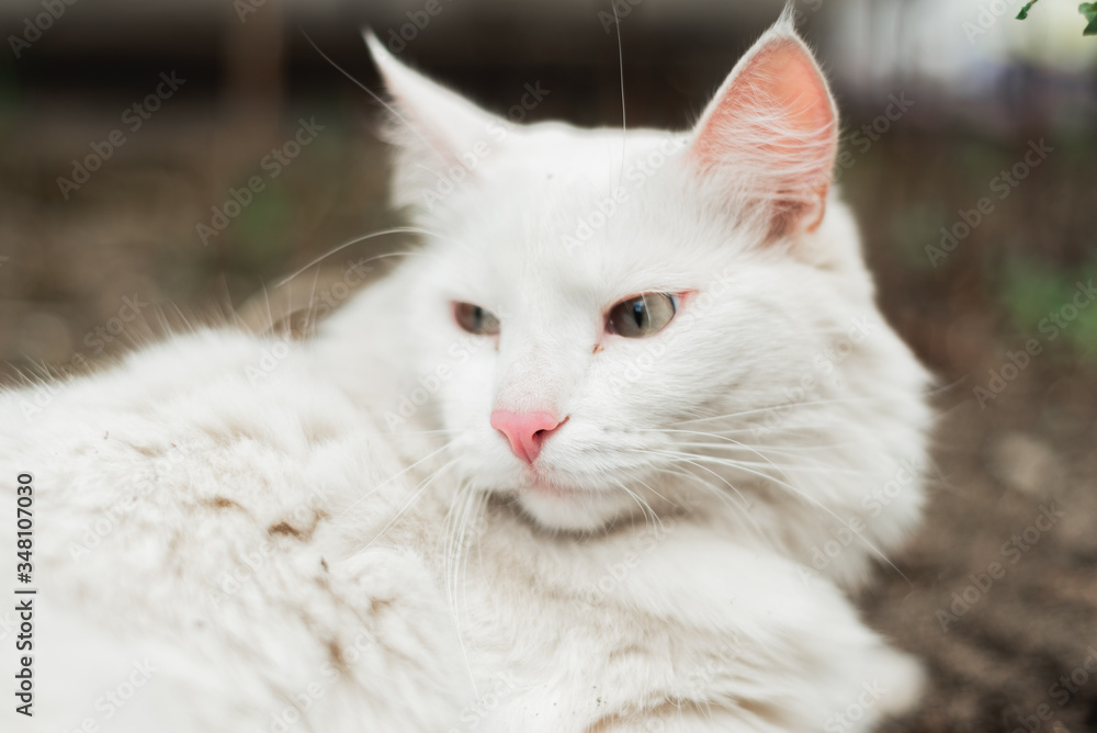 white cat close-up lying with green eyes