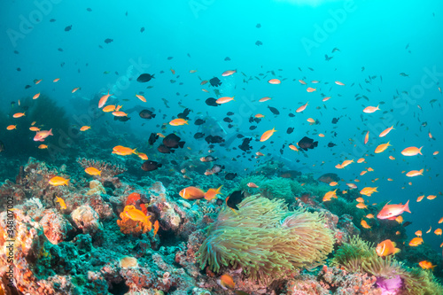 Colorful coral reef surrounded by tropical schools of small fish in clear blue water