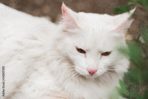 white cat close-up lying with green eyes © gorbacheva777