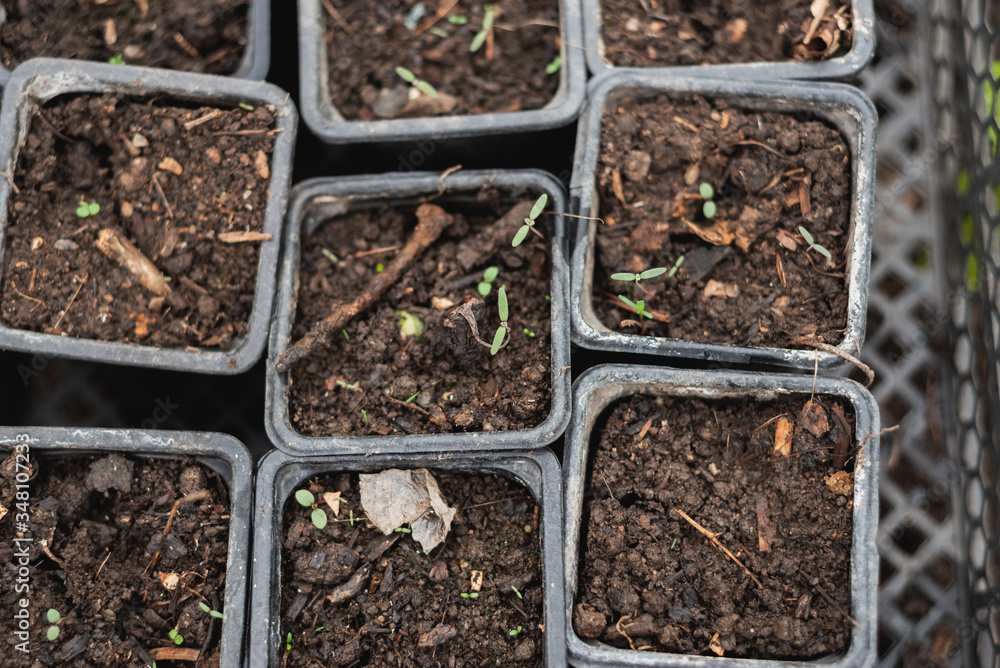 the potted seedlings have just sprung up new the potted seedlings have just sprung up new