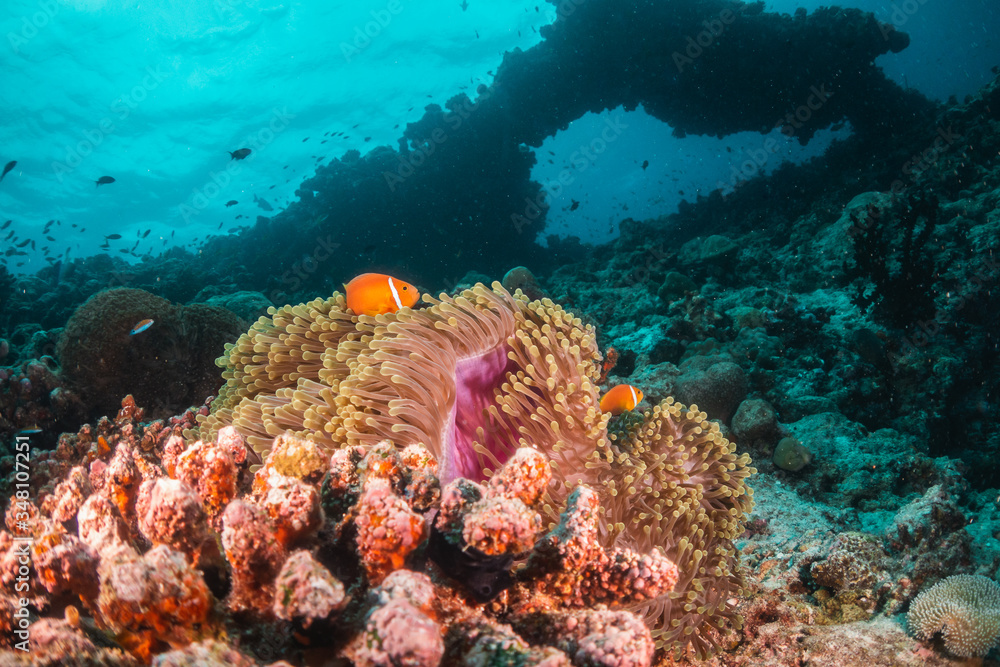 Orange anemonefish swimming inside a soft coral in clear blue water Orange anemonefish swimming inside a soft coral in clear blue water