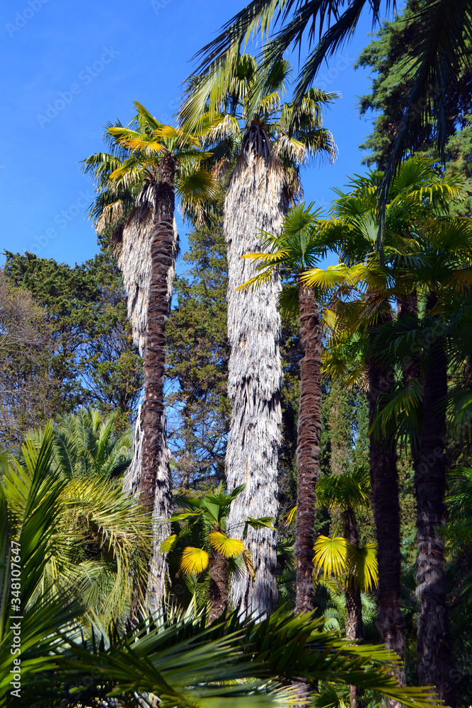 Fototapeta premium palm tree in the park