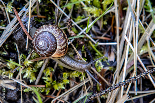 beautiful snail crawling over the twigs and blades of grass