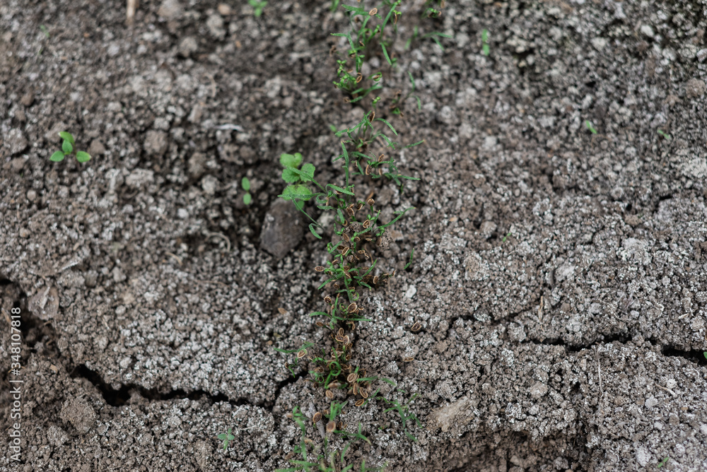 the texture of seedlings in the ground that has just sprung up the texture of seedlings in the ground that has just sprung up