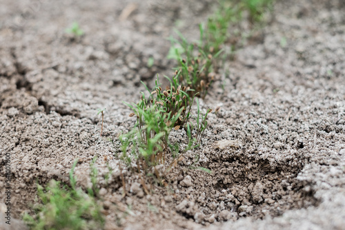 the texture of seedlings in the ground that has just sprung up