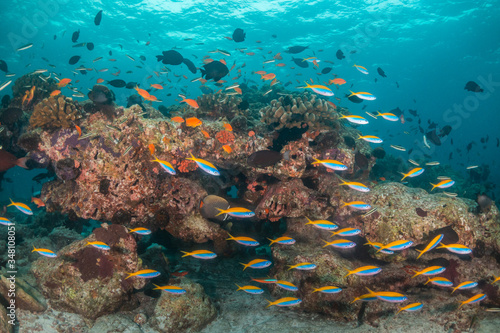 Fototapeta Naklejka Na Ścianę i Meble -  Colorful coral reef surrounded by tropical schools of small fish in clear blue water