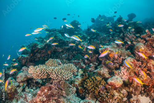 Colorful coral reef surrounded by tropical schools of small fish in clear blue water © Aaron