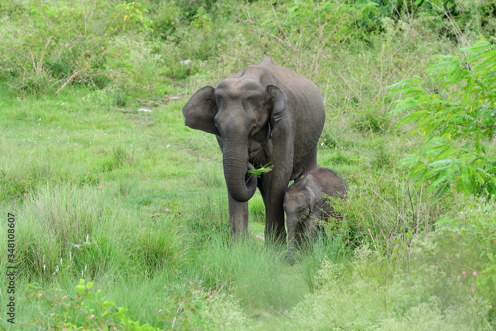 Asian elephant  also called Asiatic elephant, is the only living species of the genus Elephas and is distributed throughout the Indian subcontinent and Southeast Asia
