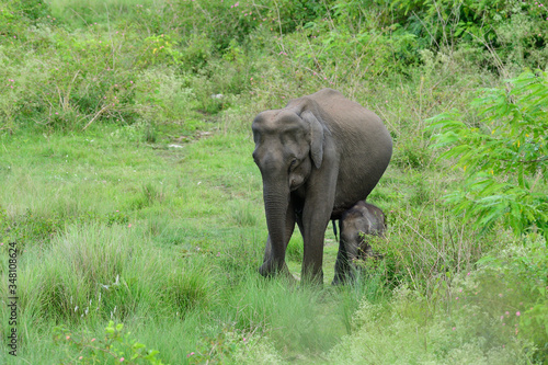 Asian elephant also called Asiatic elephant, is the only living species of the genus Elephas and is distributed throughout the Indian subcontinent and Southeast Asia